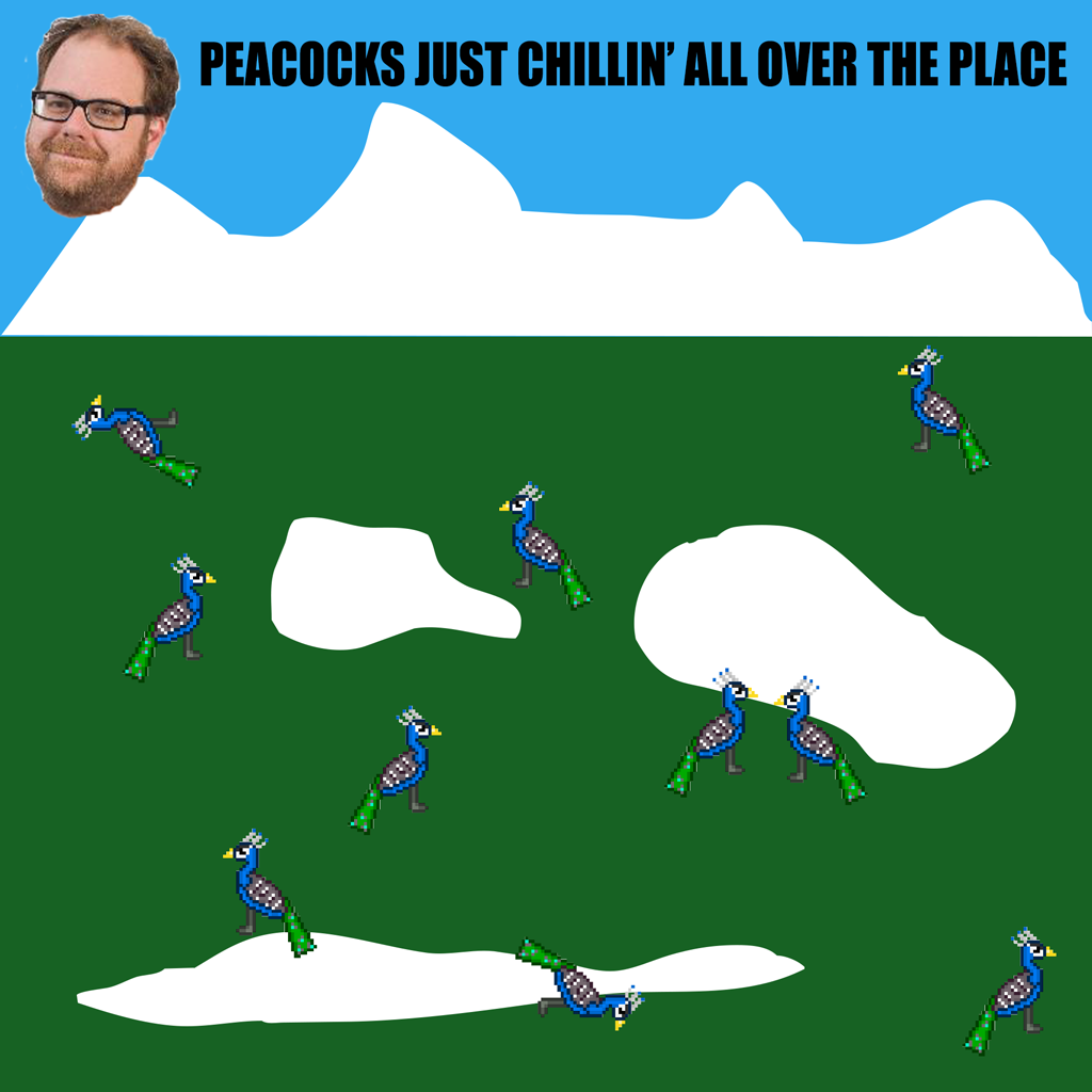 Andrew Walsh: "Peacocks just chillin' all over the place"